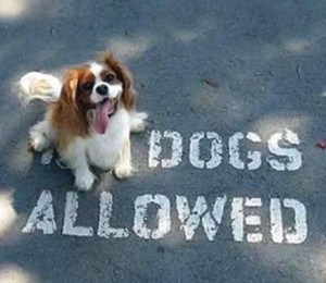 Dogs Allowed